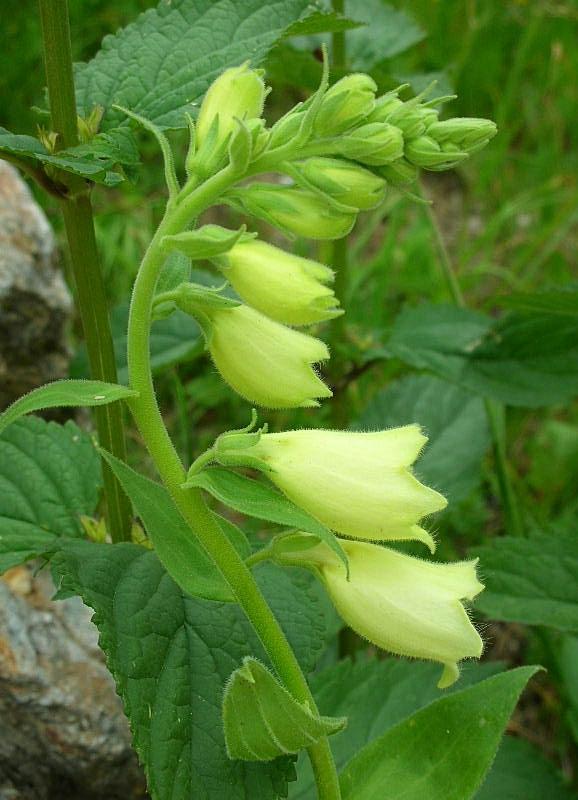 Digitalis grandiflora / Digitale gialla grande